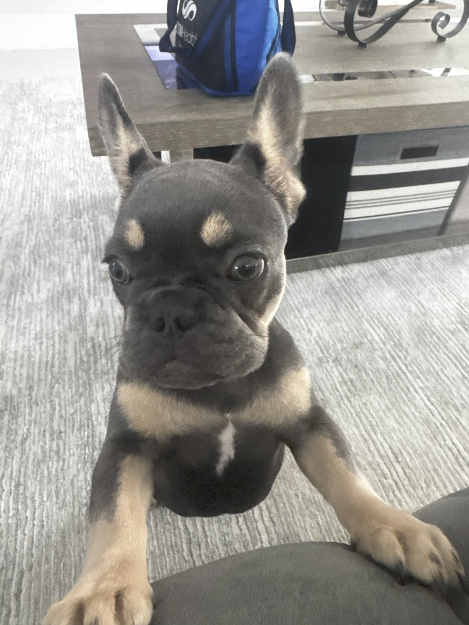 Cape Coral carpet cleaning